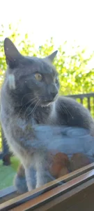 Gato gris mirando por la ventana con fondo verde.