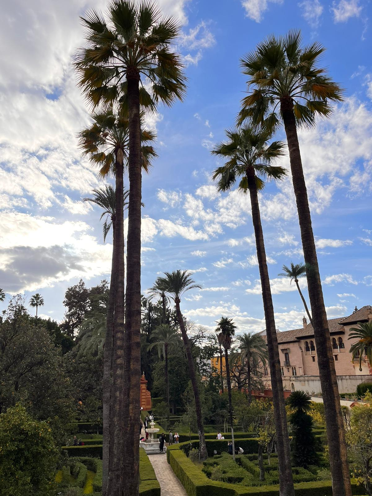 Palmeras altas entre los jardines del Real Alcázar de Sevilla, un paisaje lleno de historia y naturaleza.